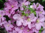 Foto Flores de jardín Clemátide (Clematis), rosa