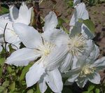 Photo Garden Flowers Clematis , white