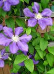 Photo bláthanna gairdín Clematis , lilac