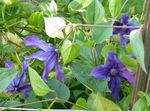 Photo les fleurs du jardin Clématite (Clematis), bleu