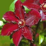 fotografija Vrtno Cvetje Srobot (Clematis), rdeča
