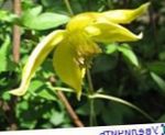 foto I fiori da giardino Clematide (Clematis), giallo