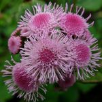 fotografie Floss Kvetina (Ageratum houstonianum), ružová