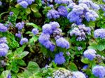 fotografie Floss Kvetina (Ageratum houstonianum), modrá