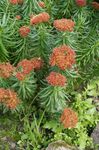 Foto Flores de jardín Rhodiola, Roseroot, Sedum, Roseroot De Leedy, Uva De Gato , rojo