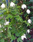 fotografie Zahradní květiny Atragene, Malý-Květovaný Plamének , bílá
