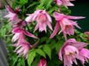 fotografie Zahradní květiny Atragene, Malý-Květovaný Plamének , růžový