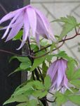Photo Atragene, Small-flowered Clematis , lilac