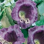 照 园林花卉 教堂的钟声，杯子和碟子植物，杯子和碟子藤 (Cobaea scandens), 紫