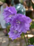 снимка Градински цветове Камбанка (Campanula), люляк