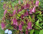 Bilde Hage blomster Campanula, Bellflower , burgunder