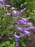 fotografie Záhradné kvety Campanula, Zvonček , fialový