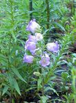 Photo bláthanna gairdín Campanula, Bellflower , gorm éadrom