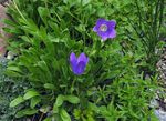 fotografie Zahradní květiny Campanula, Italština Zvonek , modrý
