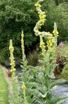 სურათი ბაღის ყვავილები დეკორატიული Mullein, Verbascum , ყვითელი