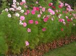 Foto Have Blomster Kosmos (Cosmos), pink