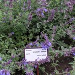 Fil Trädgårdsblommor Katt Mynta (Nepeta), violett