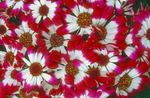 Foto Blomsterhandler Er Cineraria (Pericallis x hybrida), rød