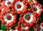 Foto Dārza Ziedi Floristu Cinerārija (Pericallis x hybrida), oranžs
