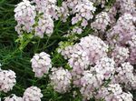 fotografie Záhradné kvety Stonecress, Aethionema , biely