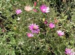 Foto Ewig, Strohblumen, Strohblume, Papier Gänseblümchen, Everlasting Daisy (Xeranthemum), rosa