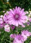 Evigt, Hedblomster, Strawflower, Papper Daisy, Eviga Daisy
