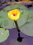foto I fiori da giardino Spatterdock Meridionale, Giallo Stagno Giglio, Giglio Giallo Mucca (Nuphar), giallo