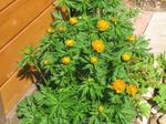 fotografie Záhradné kvety Upolín (Trollius), oranžový