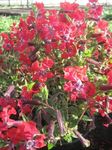 Photo les fleurs du jardin Cuphea , rouge
