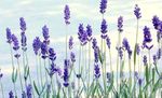 Fil Trädgårdsblommor Lavendel (Lavandula), blå