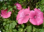 foto I fiori da giardino Malva Annuale, Malva Rosa, Malva Reale, Malva Regale (Lavatera trimestris), rosa