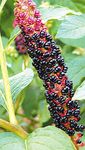 fénykép Kerti Virágok American Pokeweed, Inkberry, Pidgeonberry (Phytolacca americana), fekete