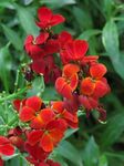 სურათი ბაღის ყვავილები Wallflower, Cheiranthus , წითელი