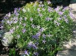 Photo Garden Flowers Laurentia (Isotoma), lilac