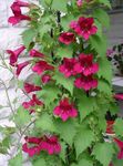 снимка Градински цветове Туининг Snapdragon, Пълзящи Глоксиния (Asarina), червен