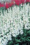 Foto Flores de jardín Jardín Stock (Matthiola incana), blanco