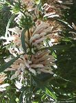 Foto Vrtne Cvjetovi Najveći Uho, Lavovski Rep, Divlja Dagga (Leonotis leonurus), bijela