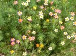 Foto Gartenblumen Falsche Baby Sterne (Leptosiphon), rosa