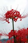 Fil Trädgårdsblommor Spindel Lilja, Överraskning Lilja (Lycoris), röd