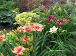 foto Flores do Jardim Daylily (Hemerocallis), borgonha