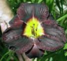Fil Trädgårdsblommor Daylily (Hemerocallis), svart