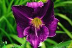 Foto Flores de jardín Daylily (Hemerocallis), púrpura