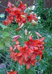 Photo bláthanna gairdín Lile Na Hibridí Asiatic (Lilium), dearg