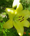 Foto Flores de jardín Lirio De Los Híbridos Asiáticos (Lilium), amarillo