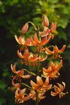 fotografie Zahradní květiny Lilie Zlatohlávek, Čepice Obyčejného Turkova Lilie (Lilium), oranžový