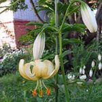 Nuotrauka Sodo Gėlės Martagon Lelija, Bendrasis Turk Kepurės Lelija (Lilium), geltonas