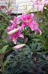 Photo bláthanna gairdín Lile Oirthearacha (Lilium), bándearg