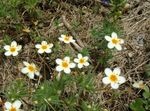 foto Grande Fiore Phlox, Phlox Montagna, California Phlox (Linanthus), bianco