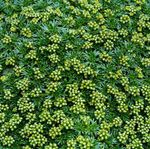 Bilde Hage blomster Azorella, Yareta , grønn
