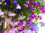 フォト 庭の花 エッジングロベリア、年間ロベリア、後続ロベリア (Lobelia), ピンク